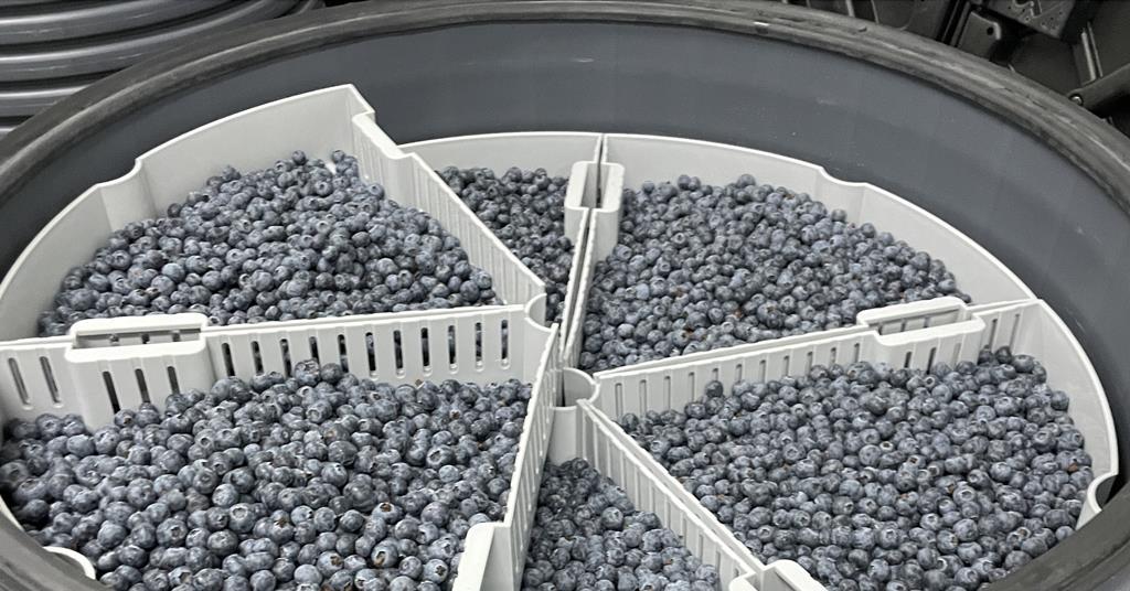 Agrovision announces RipeLocker berry partnership - Vimarsana News