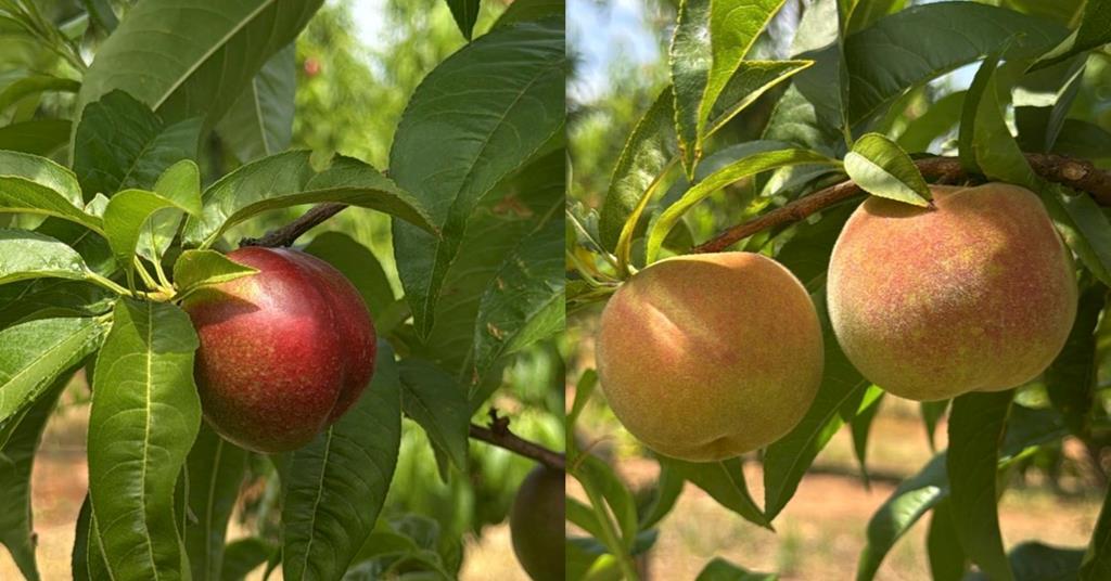 Summerfruit Australia spotlights fruitful season ahead | News | Fruitnet