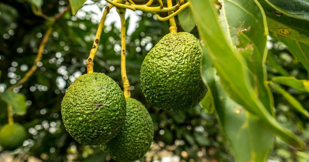 South African avocados on course to meet export target | Article | Fruitnet