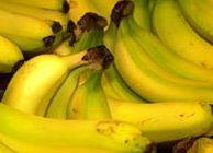 Cyclone Yasi hammers Australian banana crop | Article | Fruitnet