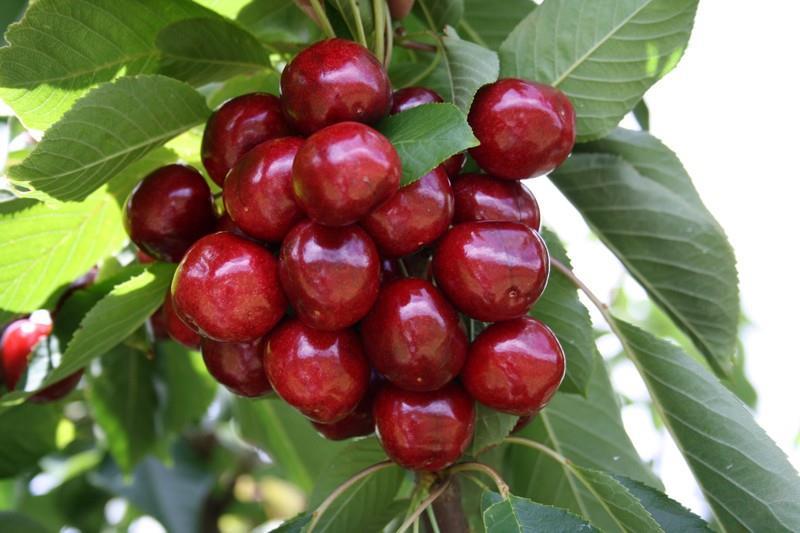 Success For Tasmanian Cherries 