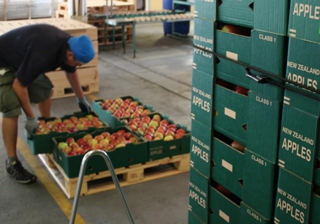 Nz Apples Need Regulation, Hears Pm 