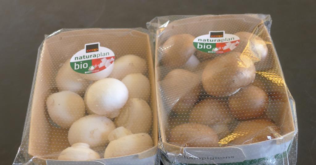 Fine Funghi/Coop: Erste Schweizer Bio-Champignons lanciert | Article ...