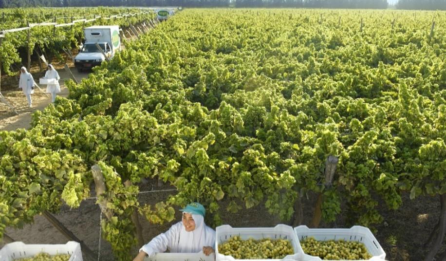 High expectations for Egyptian grapes Article