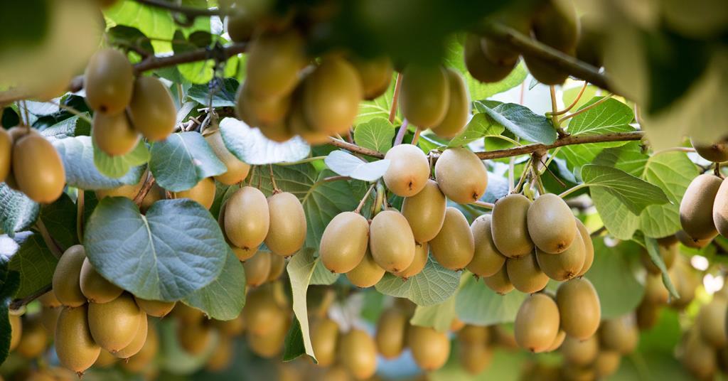 Record sales for Zespri as 2025 results released