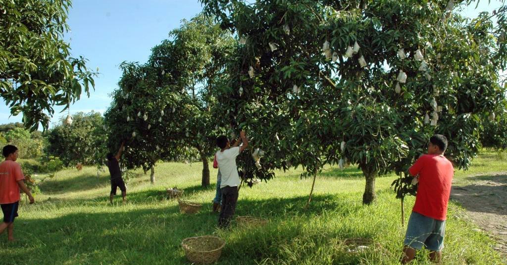 Philippines looks overseas to ease mango glut Article