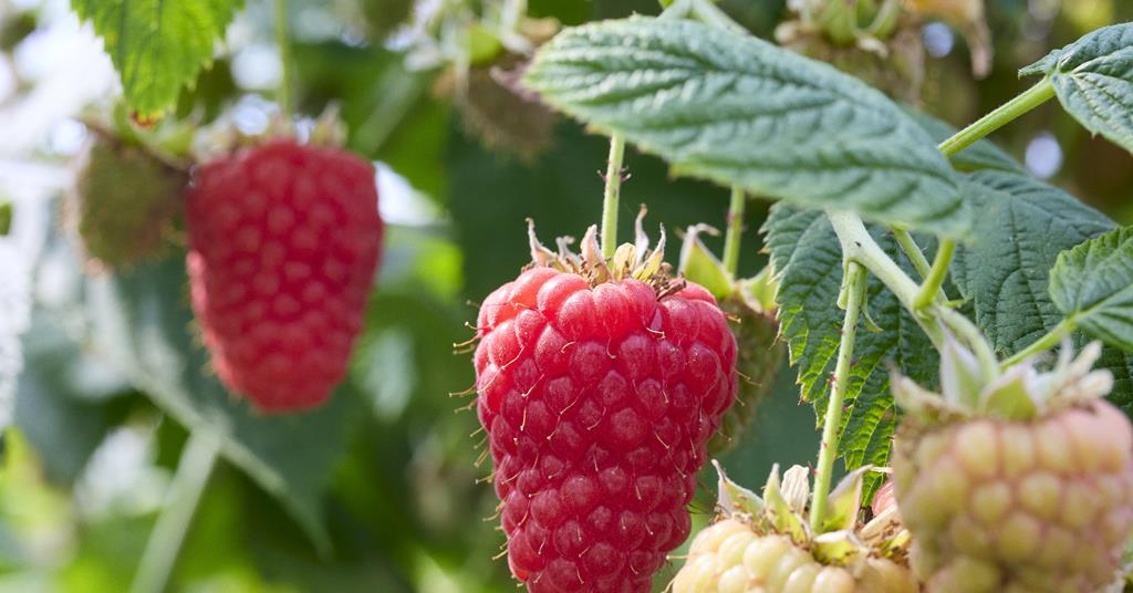 TSBC secures rights to grow innovative raspberry varieties in Portugal ...