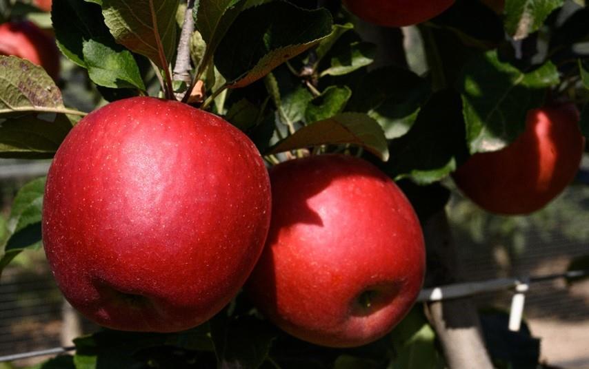Stellar apple picks up silver innovation award | News | Fruitnet