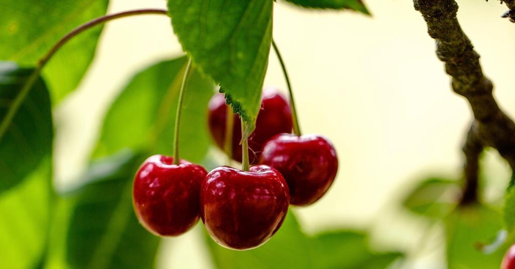 Turkish cherry exporters enjoy strong campaign