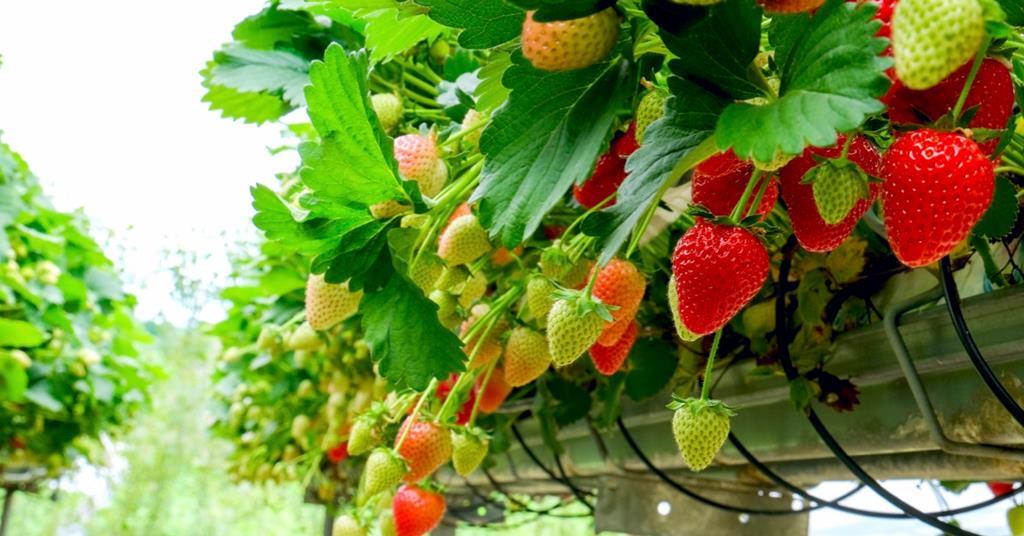 Precision pollination project aims to boost strawberry yield and ...