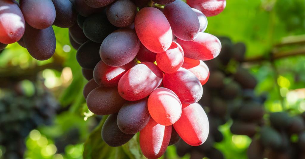 Las exportaciones de uva chilena crecerán ligeramente esta temporada  Artículo