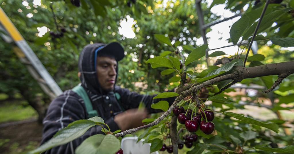 California cherries back on track | Article | Fruitnet