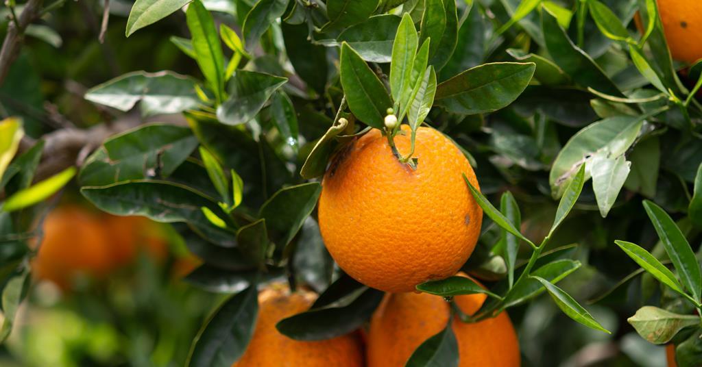 Challenges for China orange imports including domestic production ...