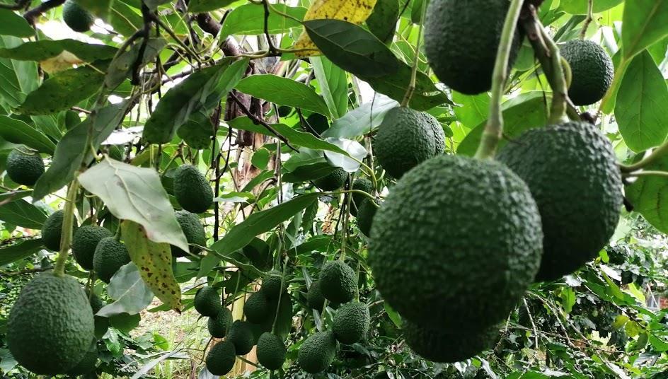Kin Yan Avocado Fawakih eyes Asia potential for Kenyan avocados | Features | Fruitnet