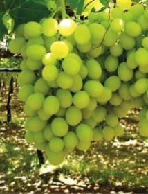 Grapes boost Brazilian fruit export deal Article Fruitnet