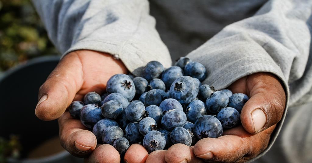 Peruvian blueberry volumes keep on growing Article