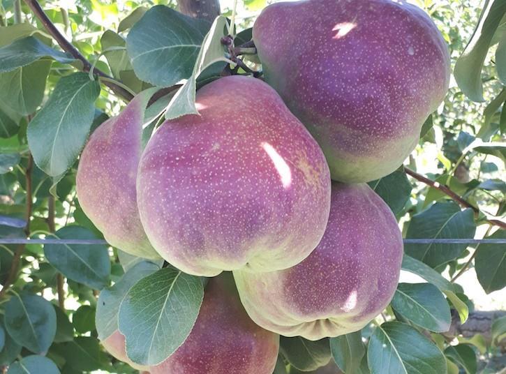 Australian pears exported to Thailand | Article | Fruitnet