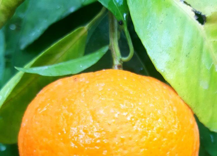 Orri Jaffa Mandarinen erobern Nordamerika Article