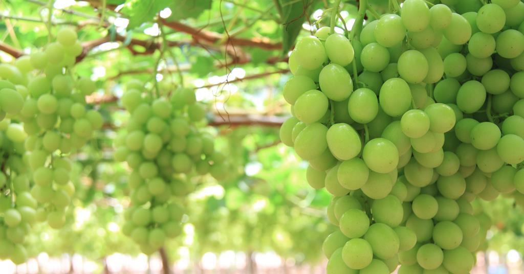 Tasting events for Ivory grapes in China Article