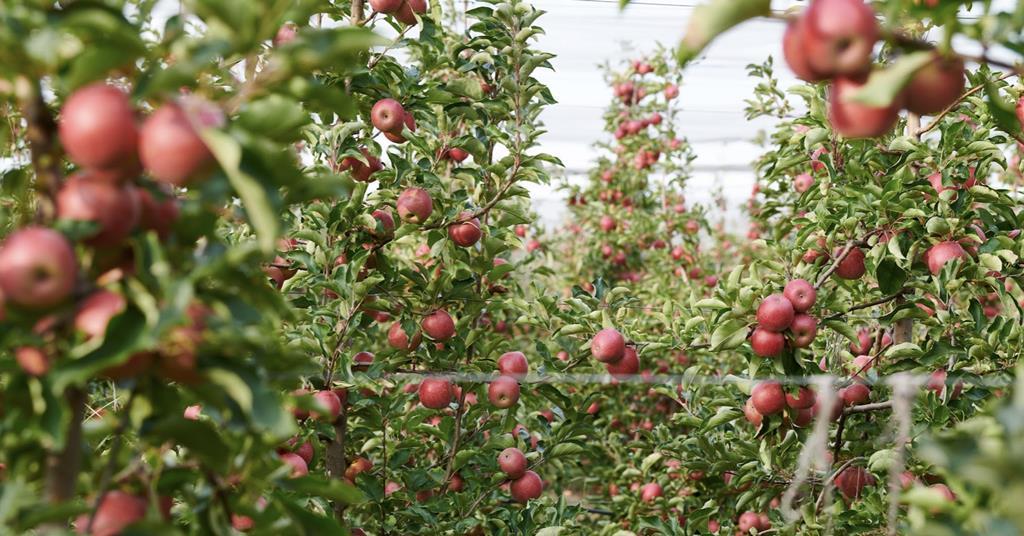 Joya apples increase visibility in Ireland Article