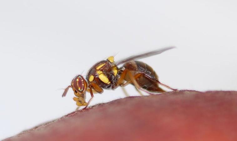 National Fruit Fly Council Formed In Australia Article Fruitnet