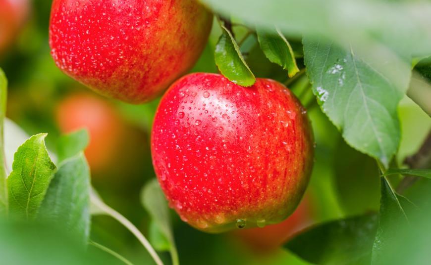 Envy and Jazz expect strong US campaign Article