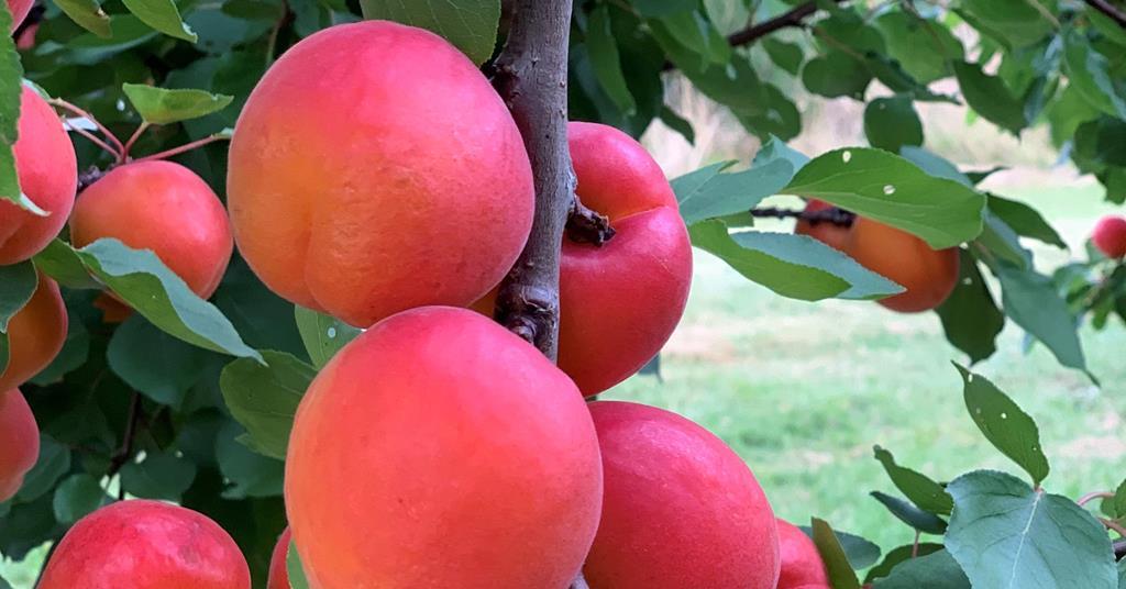 Fresh New Zealand apricots bound for world markets Article