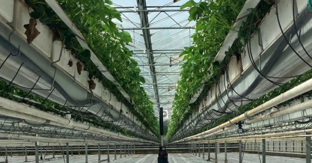 Octiva launches UVC robot for greenhouses without rails Article