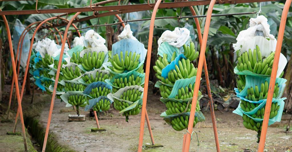 Ecuador banana exports affected as strike enters second week Article
