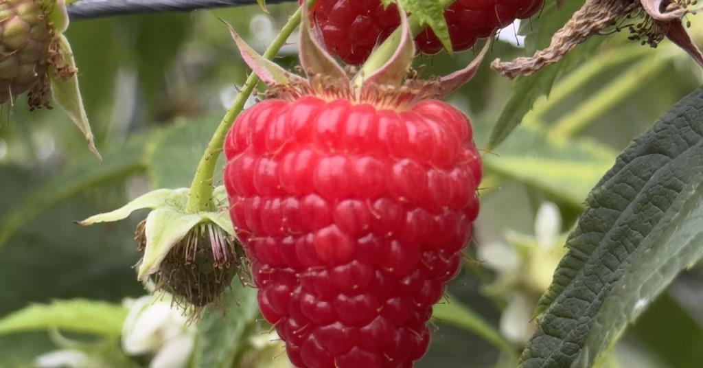 Ralica Raspberry The Summer Berry Company harvests premium Malaika raspberry variety in ...