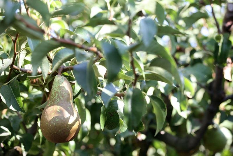 Die Birnen sind reif! Article