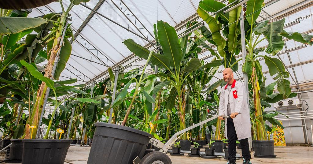 132540_teamlewischiquita111_12