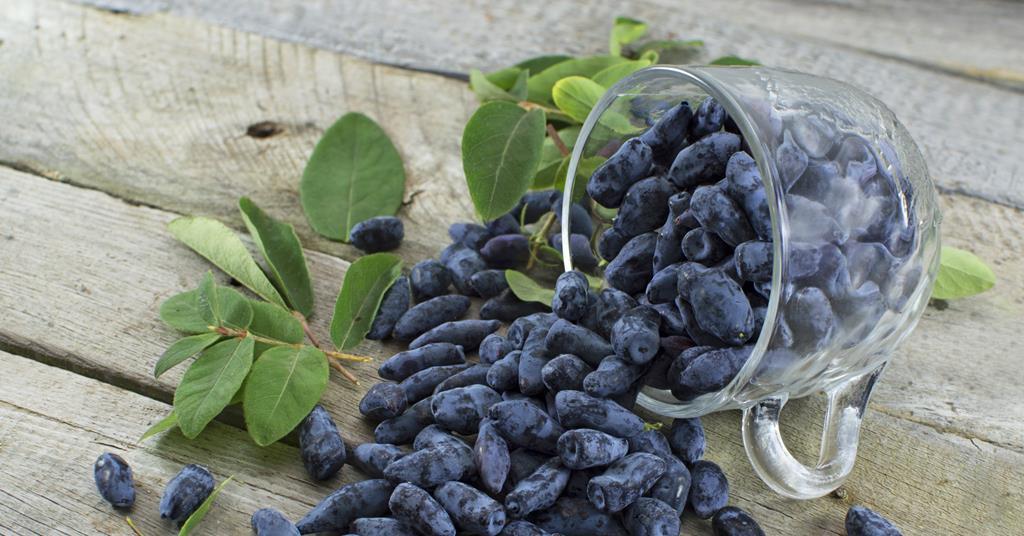 Haskap berries could aid endurance runners Article