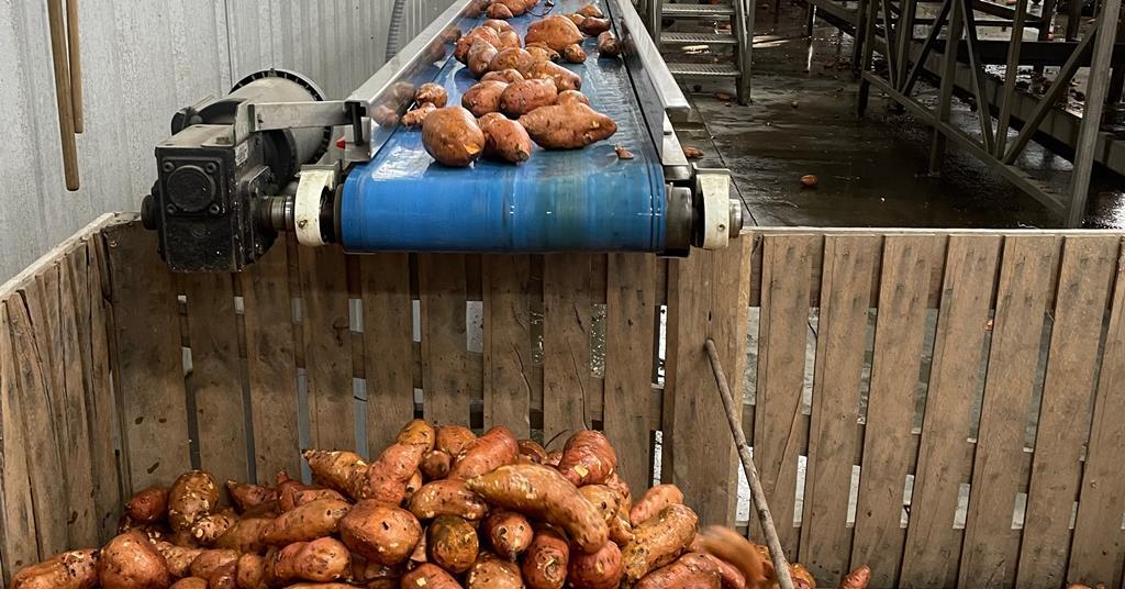 North Carolina eyes sweet potato export growth in Europe