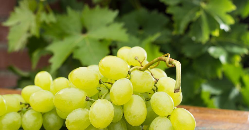 California celebrates 100 years of table grape breeding News
