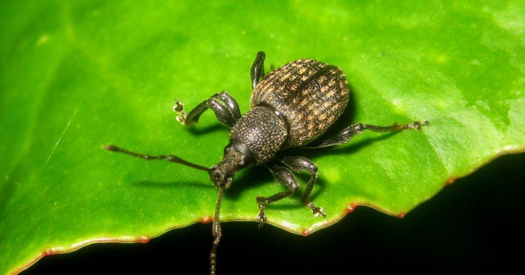 HDC targets vine weevil | Article | Fruitnet