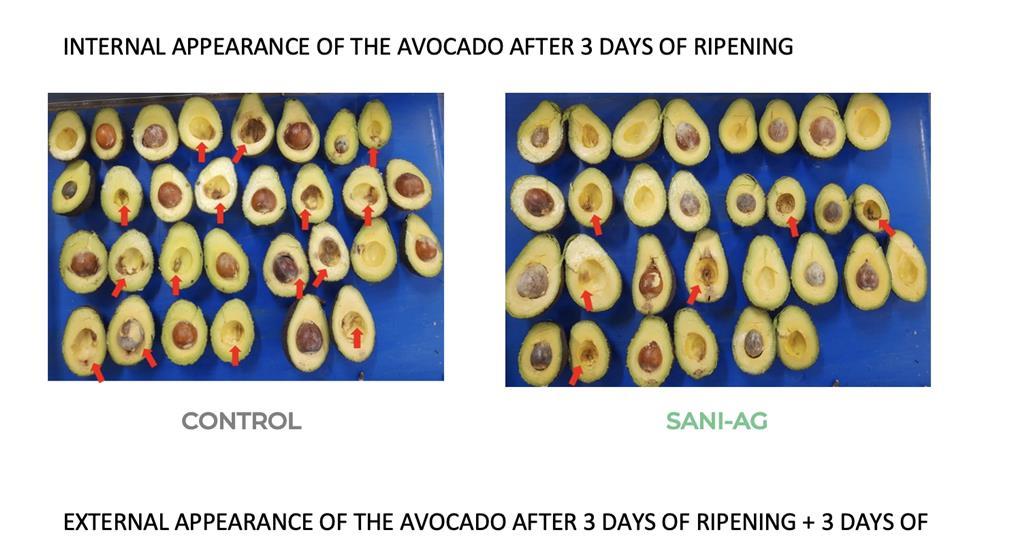 Sanifruit launches plant-based coating for avocados | Article | Fruitnet