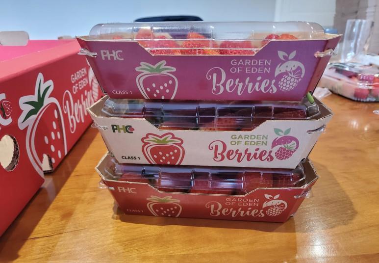 Strawberries to the fore in South Africa Article