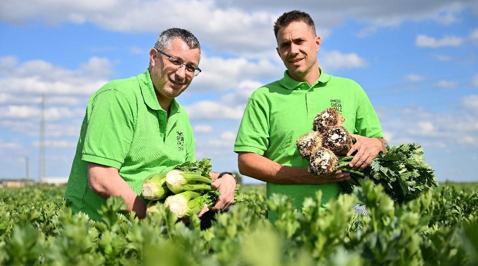 Sellerie aus dem Gemüsegarten Pfalz ist als Bund, Knolle und Staude