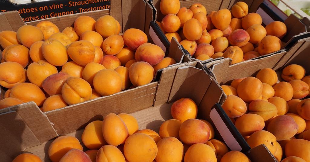 Europe’s apricot sector remains short of full potential Article