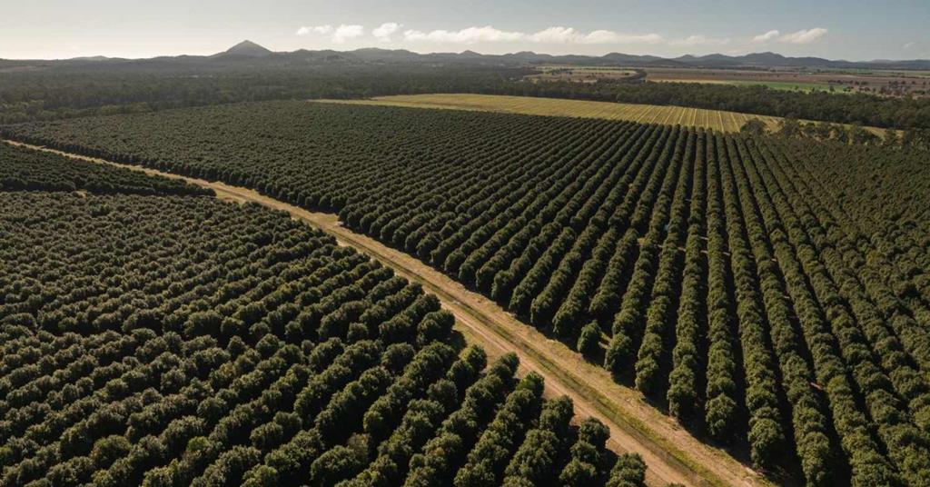Research project sets sights on higher macadamia yields