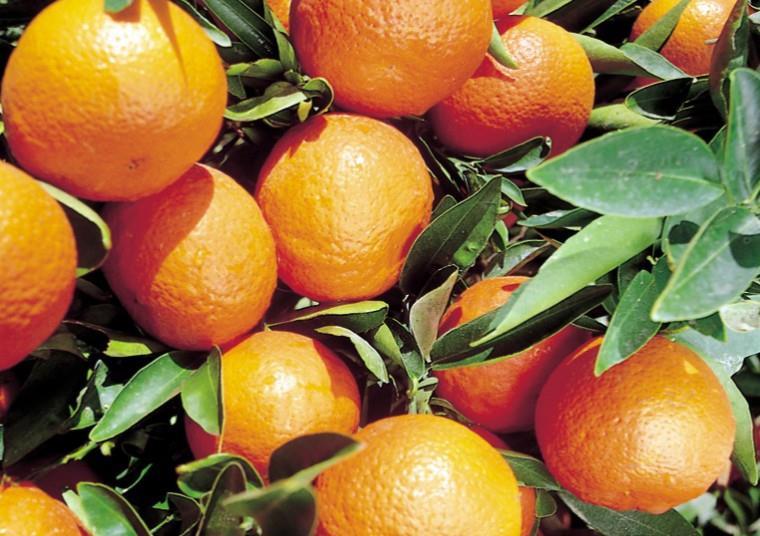 Oranges - Westfalia Fruit