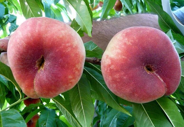 More flat peaches for Spain Article