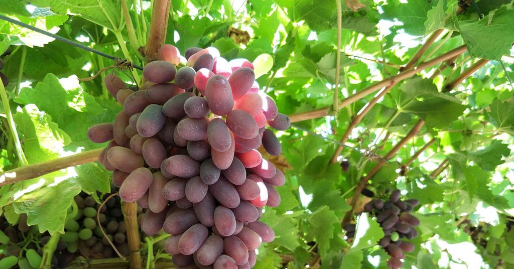 Australian grapes see Chinese high Article