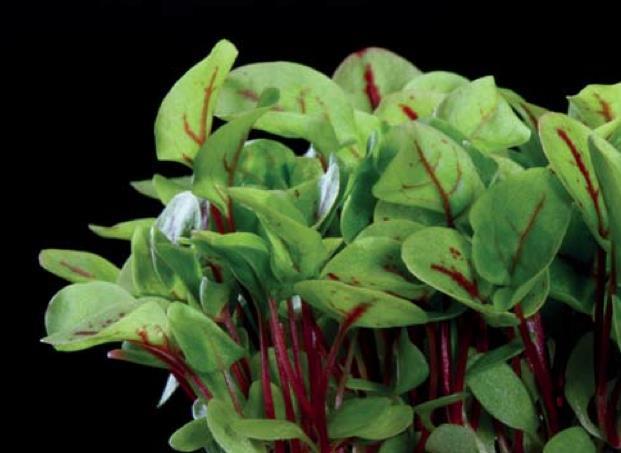 Cress  Koppert Global