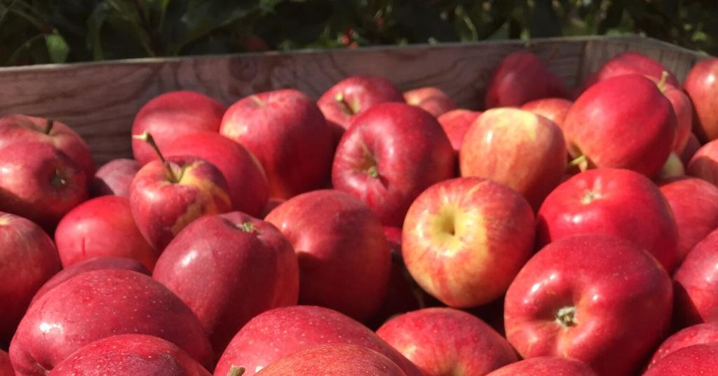 Poland’s apple players Article