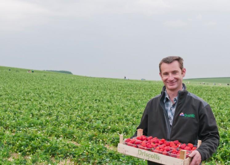 Driscoll's varieties proving popular Article