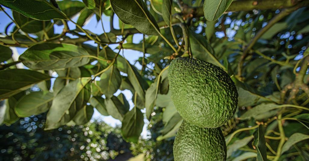 Gene Discovery Breakthrough to Accelerate Avocado Breeding Efficiency
