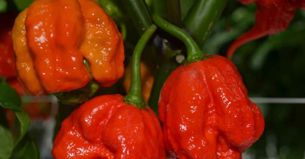 Red hot chilli sellers | Article | Fruitnet