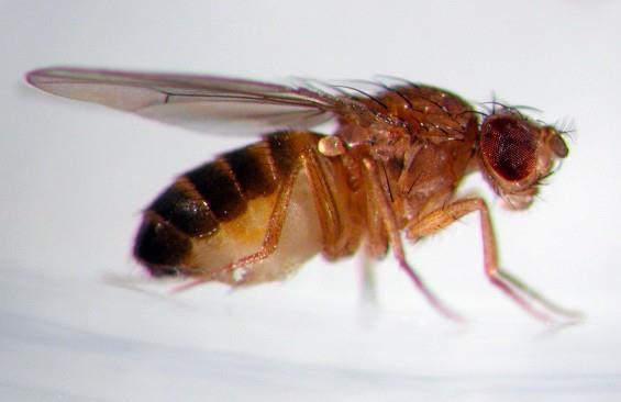 Jolaha Insect South Korean delegation heads to Israel | Article | Fruitnet